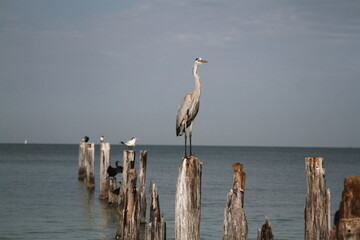Birds perched on old posts in ocean in Florida