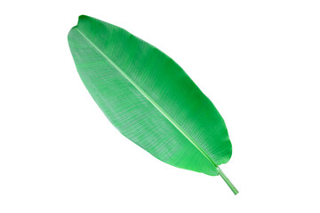 green banana leaves on a white background