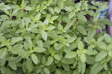 Holy Basil (Ocimum sanctum) with close up shot.