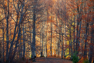 Dawn in the autumn forest. The sun's rays break through the morning fog.