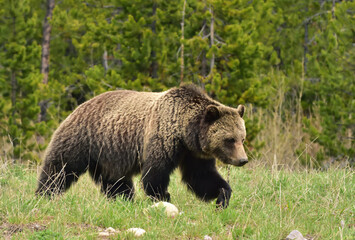 grizzly in the grass