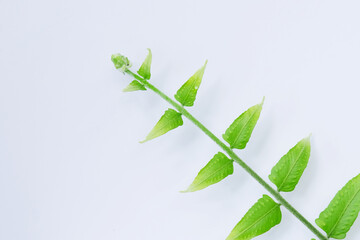 Young fern leaves isolated on a white background
