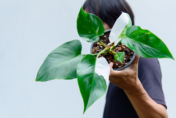 philodendron white princess in the pot © rukawajung