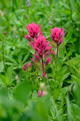 Scarlet Paintbrush blooming bright red in an alpine wildflower meadow, Paradise area at Mt. Rainier national park, as a nature background
