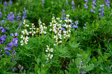Broadleaf Lupine blooming in unusual white variation and common blue flowers, in an alpine...