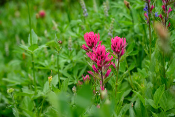 Scarlet Paintbrush blooming bright red in an alpine wildflower meadow, Paradise area at Mt. Rainier national park, as a nature background
