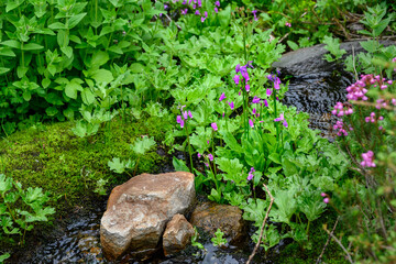 Fototapeta na wymiar Closeup of the pink flowers of a Jeffrey's Shooting Star plant blooming next to a stream at the Paradise area of Mt. Rainier national park 