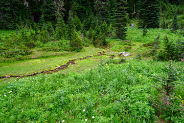 Small creek flowing through an alpine meadow at the Paradise area of Mt. Rainier national park, USA
