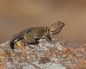 Female Collared Lizard