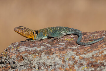 Male Collared Lizard