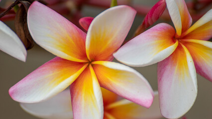 frangipani plumeria flower