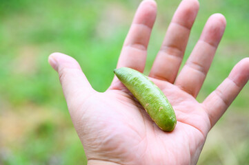 フィンガーライム