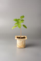 young tomato plant grown in a recycled old plastic cup or container isolated on gray background, gardening concept