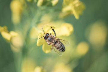 A bee collects honey on a rapeseed flower. There is artistic noise.