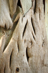Close up abstract background of tree bark on a plant in a garden