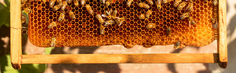 Honey frame with bees and packaged honey.