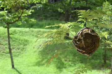 苔玉、井上武吉、ダニ カラヴァン、室生山上公園芸術の森、宇陀市、室生