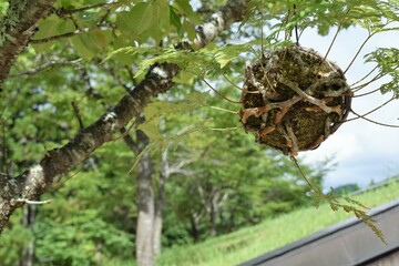  苔玉、井上武吉、ダニ カラヴァン、室生山上公園芸術の森、宇陀市、室生