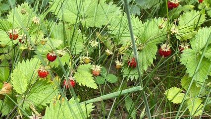 Wild strawberries growing in forest in high grass