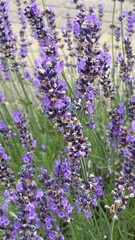 Lavandula angustifolia bloomed in garden near Wlodawa