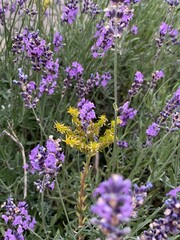 Lavandula angustifolia bloomed in garden near Wlodawa