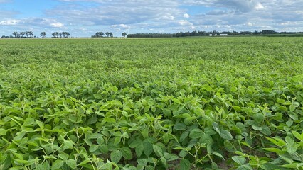Fototapeta na wymiar soybean plantation in vicinity of Wlodawa