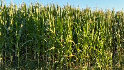 corn ordinary cultivation in vicinity of Wlowawa