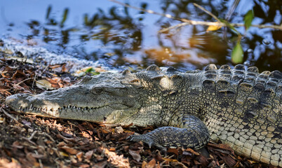 Cocodrilo, agua, lago, pantano, dientes, naturaleza