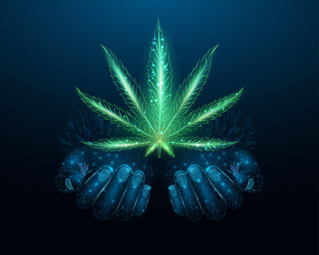 Two human hands are holds cannabis leaf. Low poly hemp. Wireframe glowing low poly  marijuana leaf. Design on dark blue background. Abstract futuristic vector illustration.