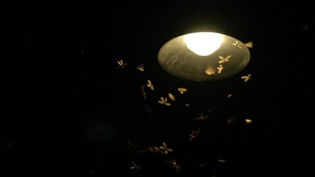 slow motion of mayfly insect using a wing to fly with lantern light at night, nature termite swarming bloom under street lamp light, wildlife animal scene, fauna mating science concept