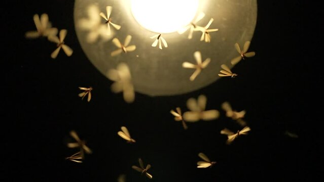 slow motion of mayfly insect using a wing to fly with lantern light at night, nature termite swarming bloom under street lamp light, wildlife animal scene, fauna mating science concept