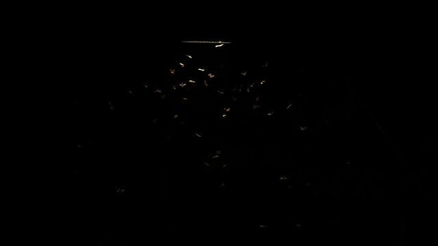 slow motion of mayfly insect using a wing to fly with lantern light at night, nature termite swarming bloom under street lamp light, wildlife animal scene, fauna mating science concept