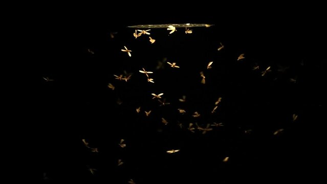slow motion of mayfly insect using a wing to fly with lantern light at night, nature termite swarming bloom under street lamp light, wildlife animal scene, fauna mating science concept