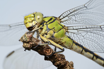 Dragonfly female green snaketail (Ophiogomphus cecilia)