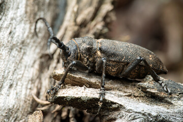 Long-horned weaver beetle