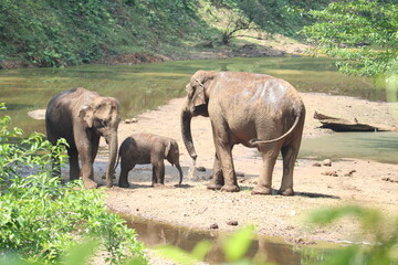 Fototapeta premium elephants in the river