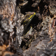 frog on the stone