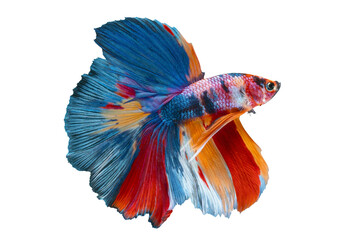 Muti-color siamese betta fish or splendens fighting fish in thailand on transparent background.