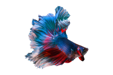 Blue and red color siamese betta fish or splendens fighting fish in thailand on transparent background.