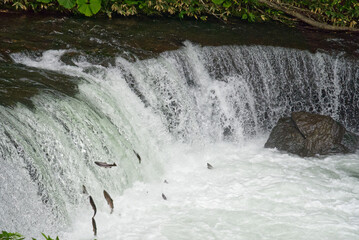Cherry salmon at Sakura Falls, Kiyosato, Hokkaido