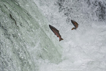 Obraz premium Cherry salmon at Sakura Falls, Kiyosato, Hokkaido