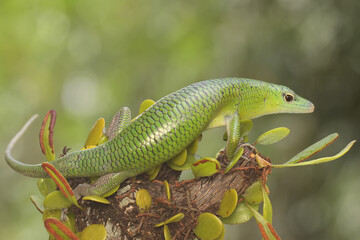 An Emerald Tree Skink (Lamprolepis smaragdina) is sunbathing before starting its daily activities.
