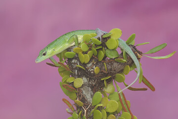 An Emerald Tree Skink (Lamprolepis smaragdina) is sunbathing before starting its daily activities.