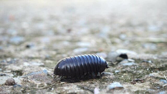 Pill millipede walk on the ground.