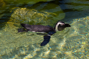 African penguin (Spheniscus demersus), also called the black-footed penguin, swimming