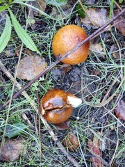 mushroom in the grass