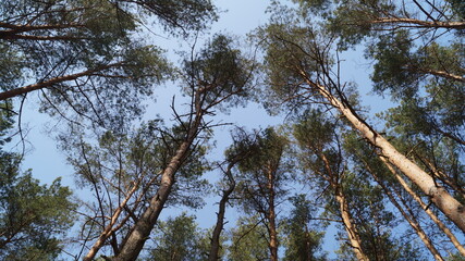 высокие сосна вид снизу.на фоне голубого неба