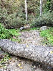 stump in the forest