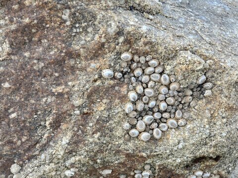 Stone on the bea