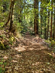 Trail in woods 